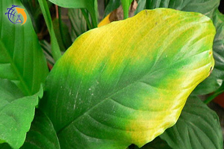 کاربرد کود نیترات کلسیم